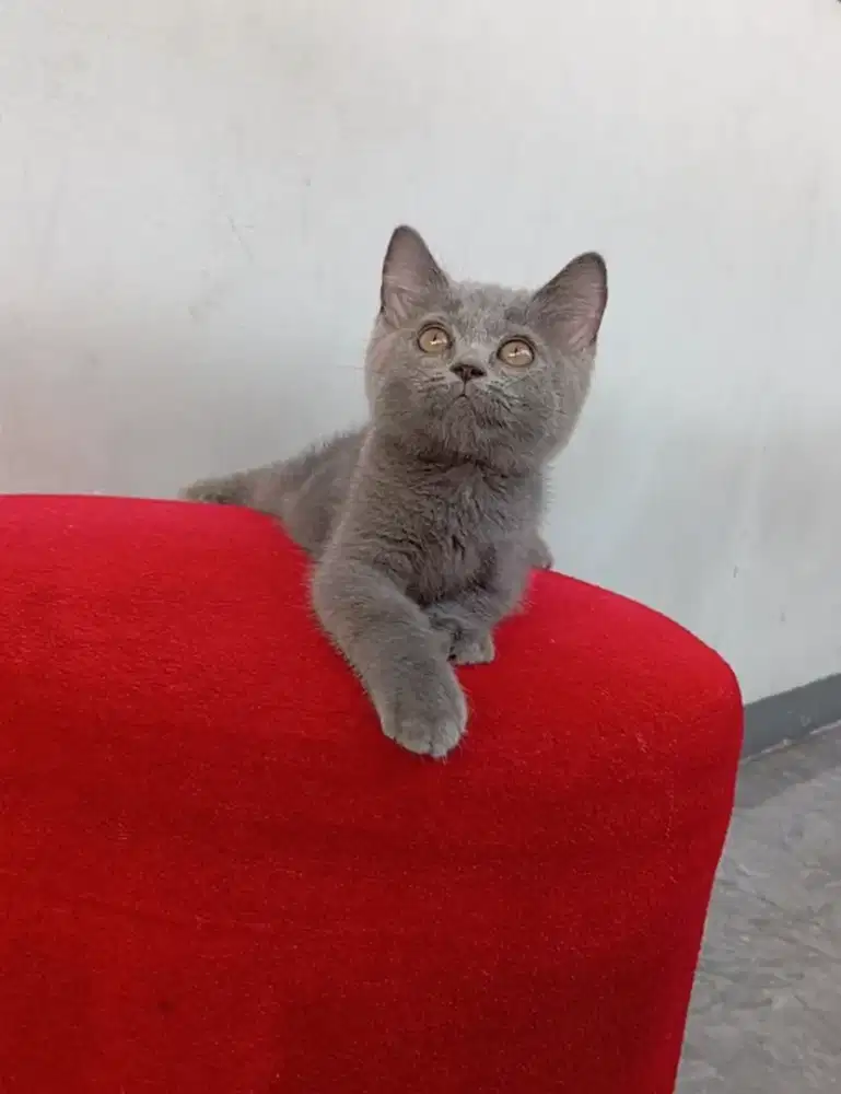 BRITISH SHORTHAIR/BSH BLUE