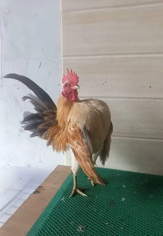 Ayam serama muda selam