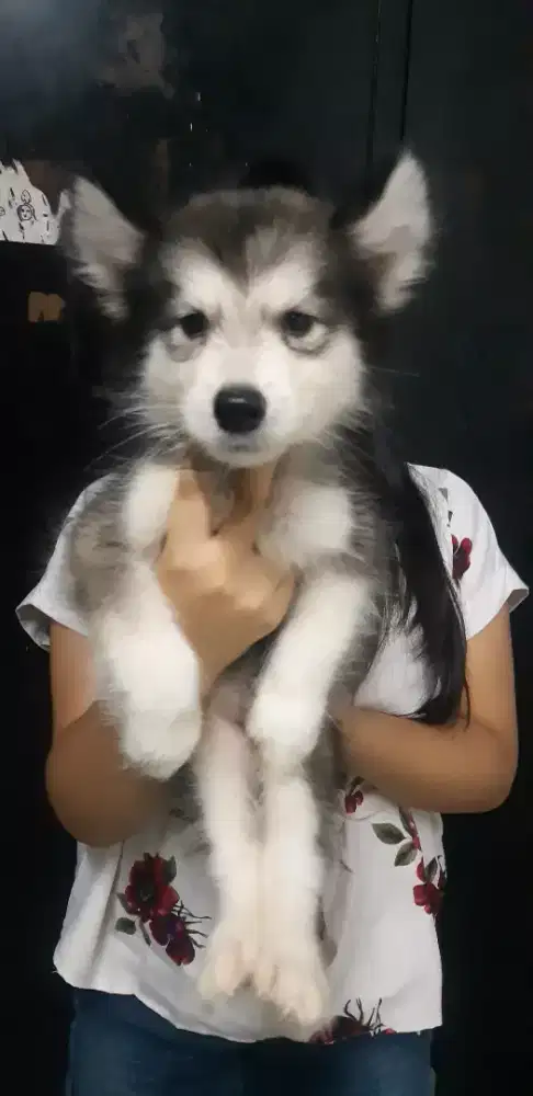 alaskan malamute