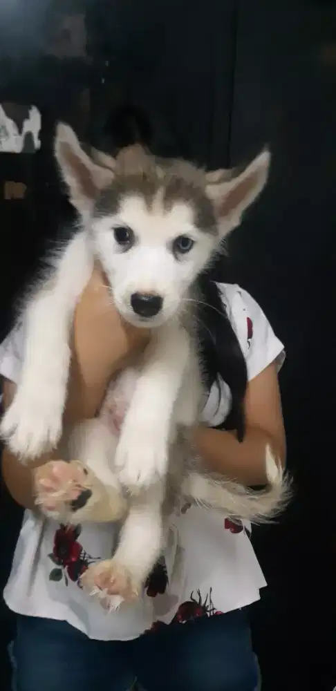 anak anjing siberian husky siberian husky puppies siberian husky