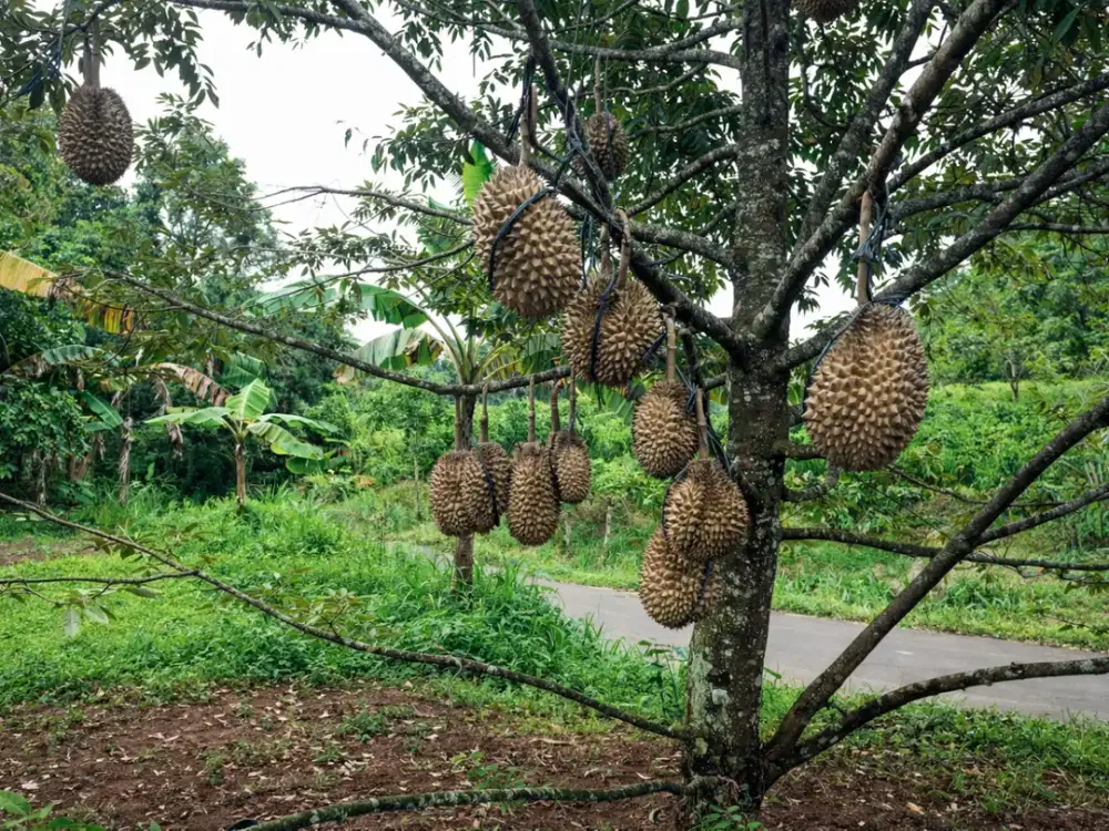 Dijual  Kebun Durian Bawor Sudah berbuah di Pekalongan  Jawa Tengah