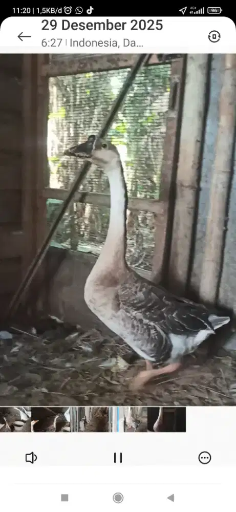 angsa brenggala  jantan