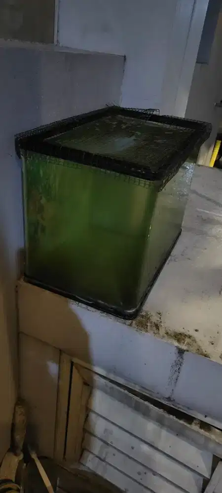 Aquarium 24 L lengkung