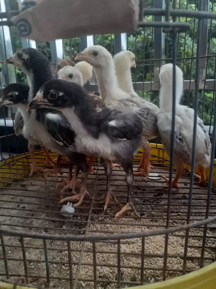 Jual cpt 9 anak ayam bangkok turunan bagus