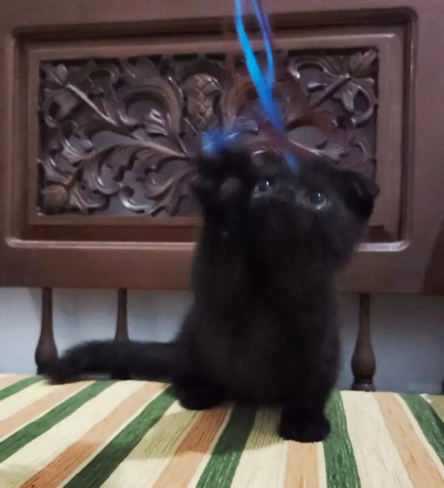 Kucing Munchkin Scottish Fold jantan black smoke