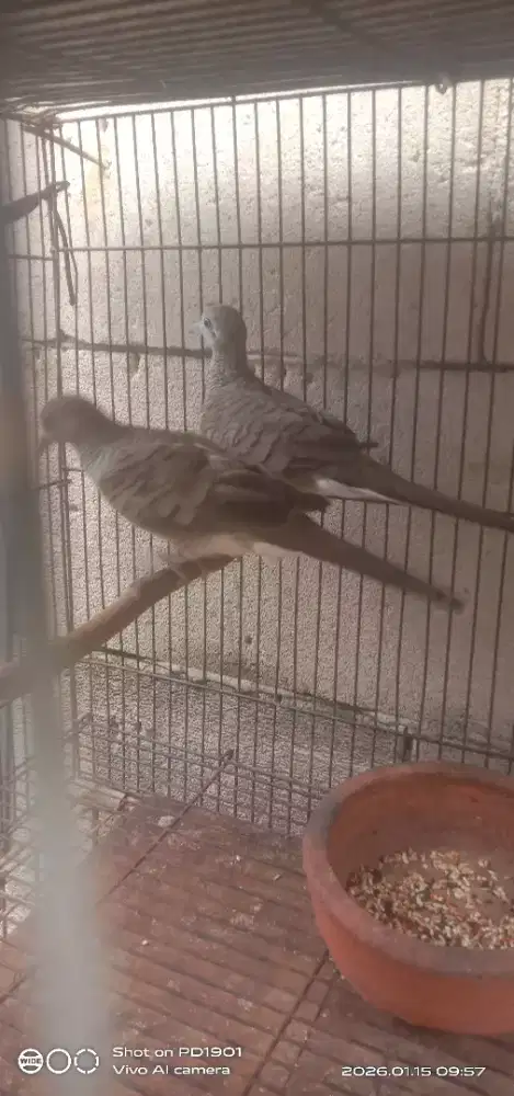 perkutut lokal 2 ekor