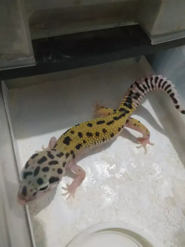 Gecko geko White Yellow 2blnan jinak lucu suka makan mulus