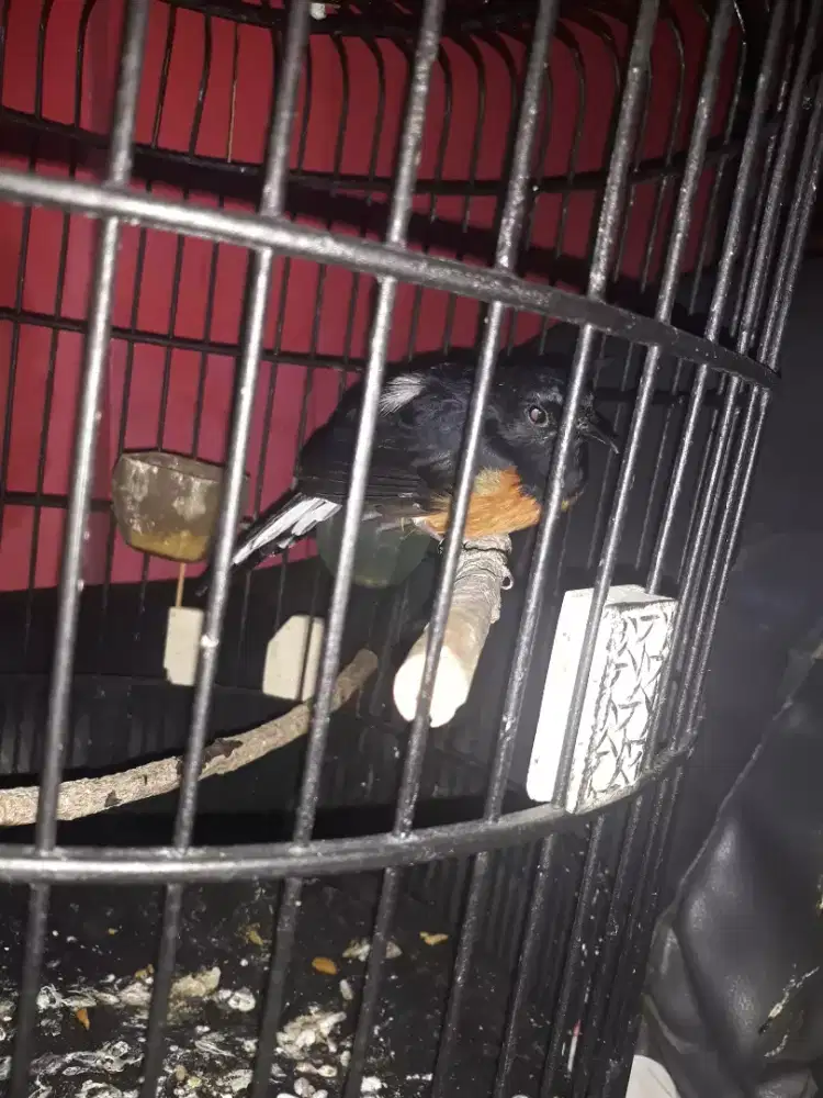 muray betina usia mampan bunyi kaya jantan