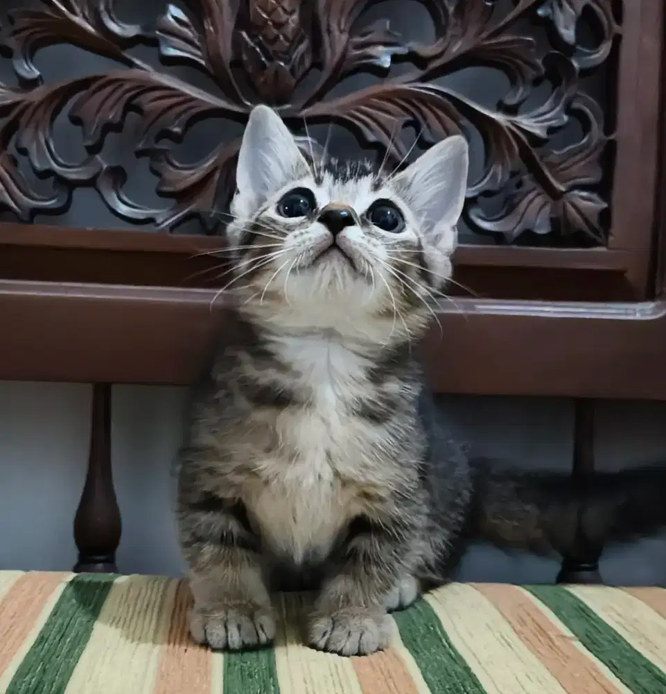 Lepas Adopt Kucing Munchkin Cebol jantan