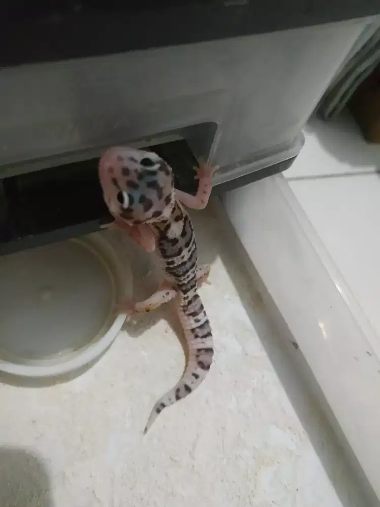 Gecko geko Macksnow Boldstripe 2blnan jinak lucu sehat mulus mkn dakoh