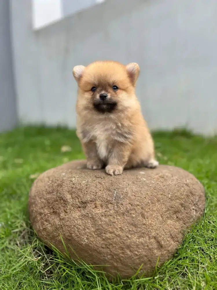 Superminipom jantan sable kosongan lucu