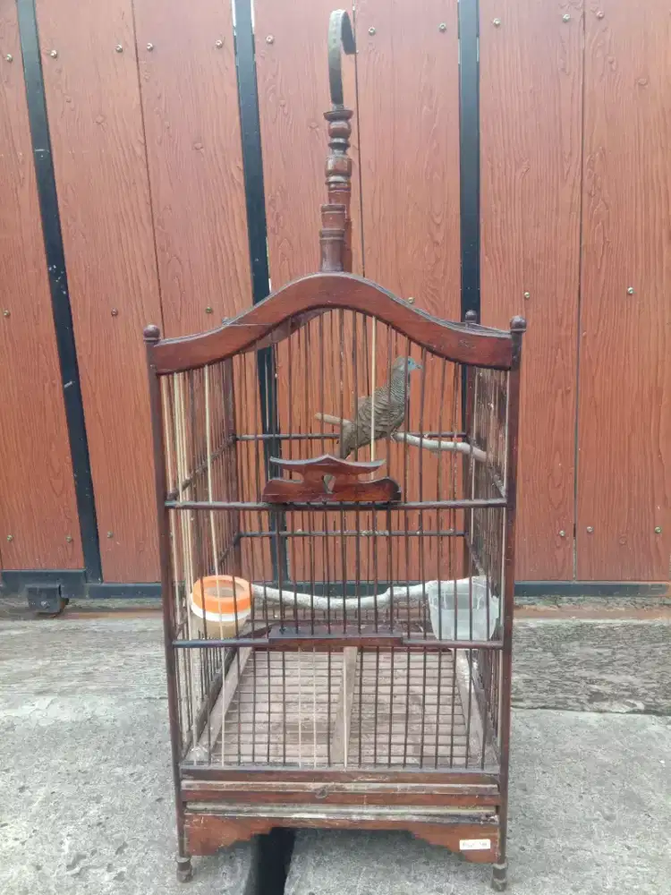 Perkutut Bangkok asli dobel ring rajin