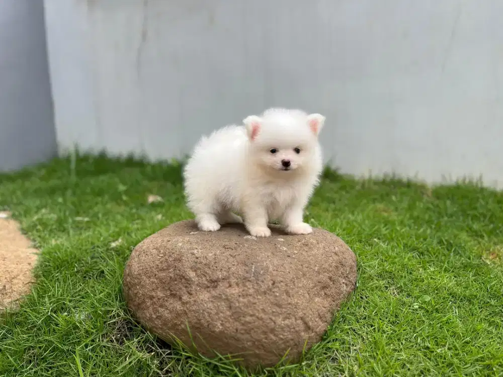 minipom jantan snow white kosongan
