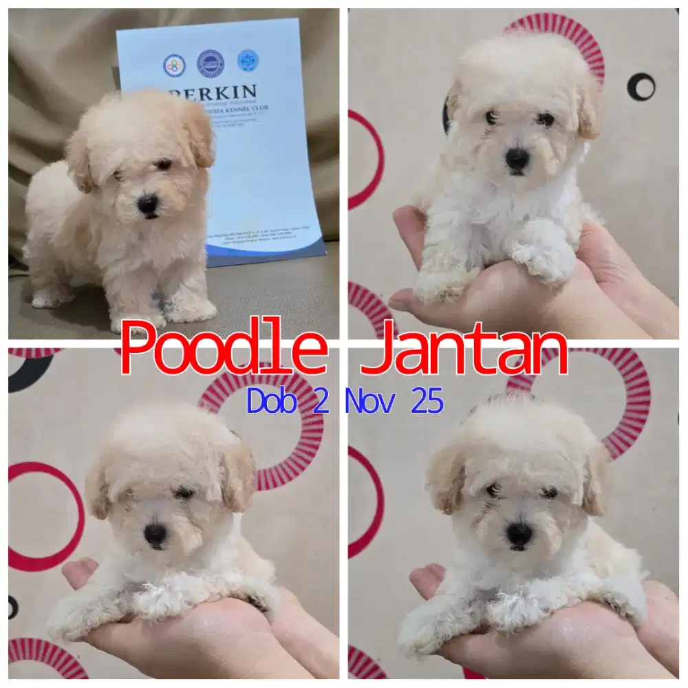 Poodle Apricot Jantan