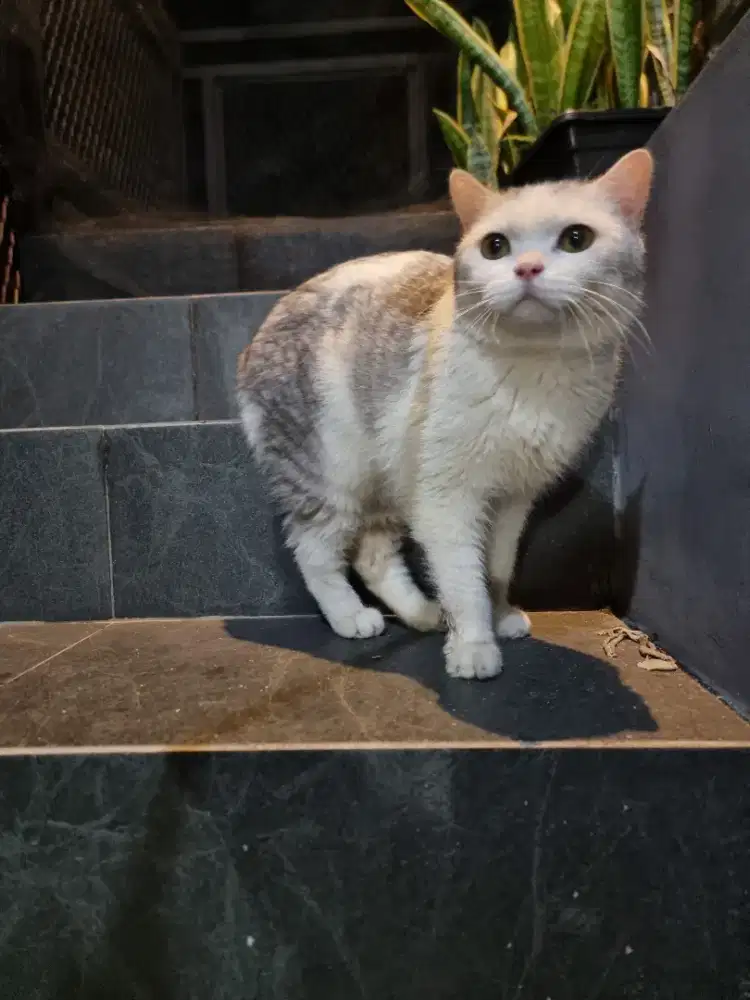 Kucing BSH jantan Steril