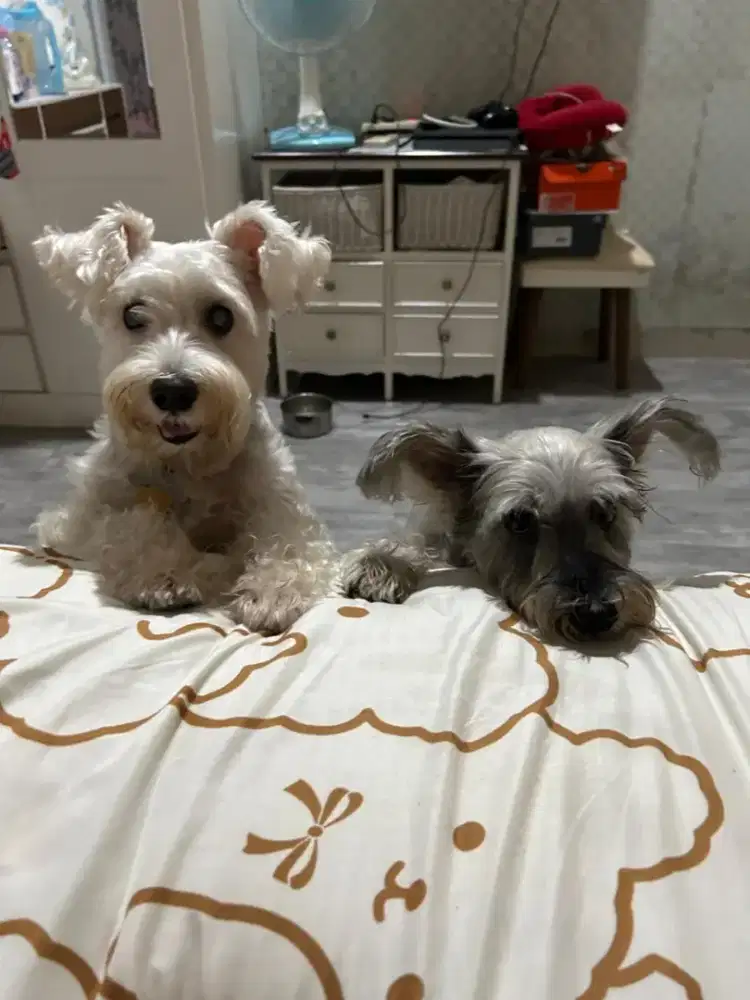 DICARI PEMBANTU RUMAH TANGGA TIDAK NGINAP