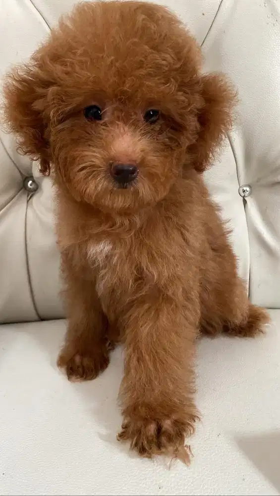 Poodle betina umur 3.5 bln kosongan