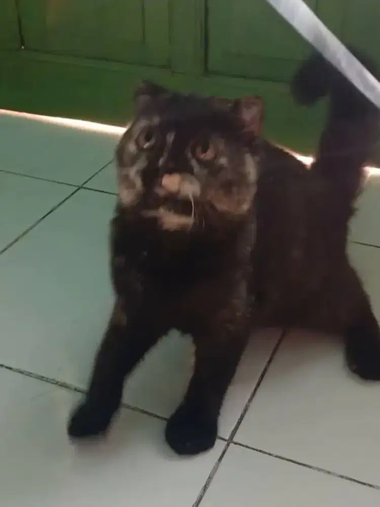 KUCING SCOTTISH Single Fold Pure betina