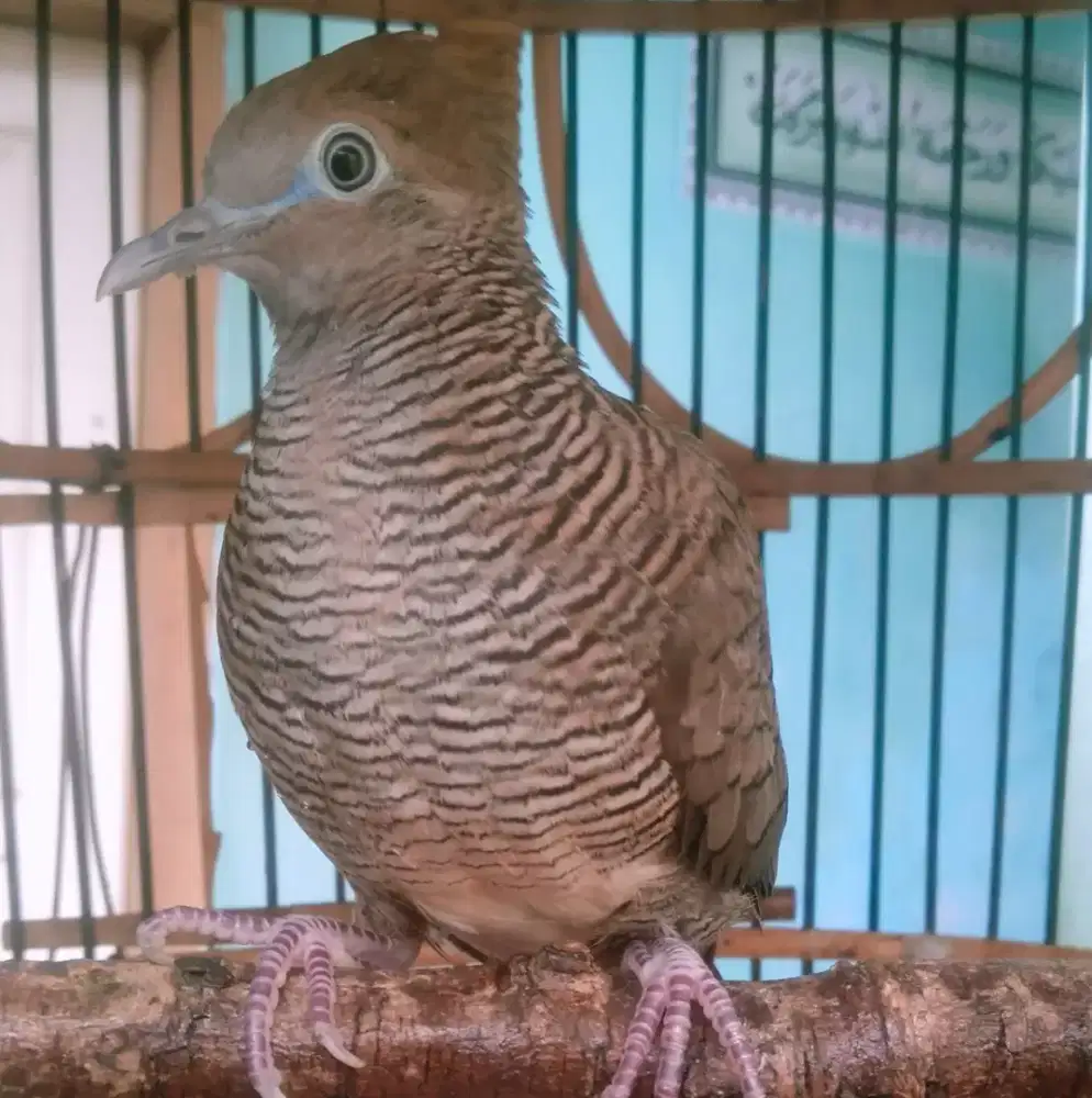 Perkutut Majapahit lokal super