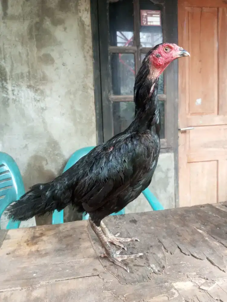 Ayam pakhoy indukan siap pro