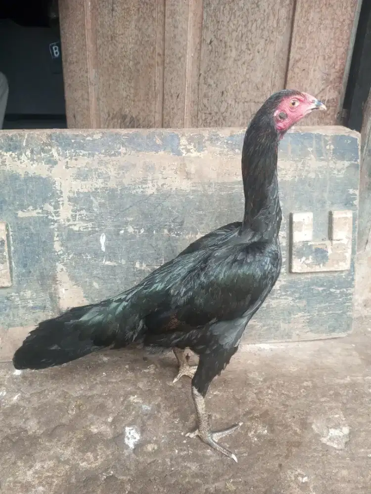 Ayam pakhoy, betina sisik ubed