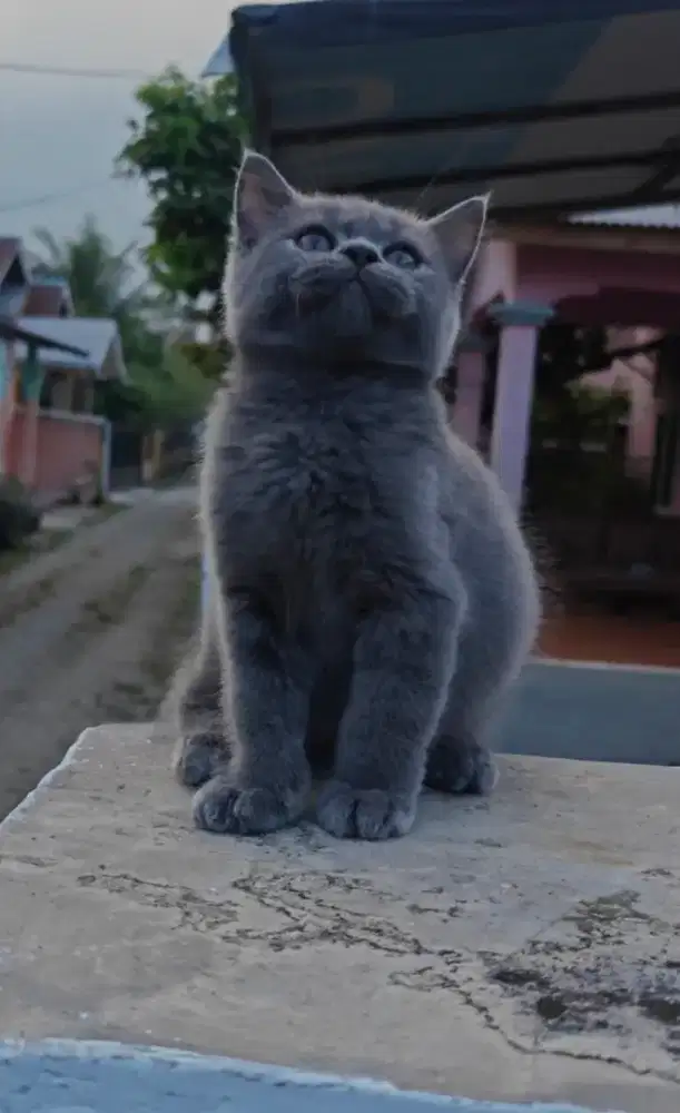 kitten british short hair