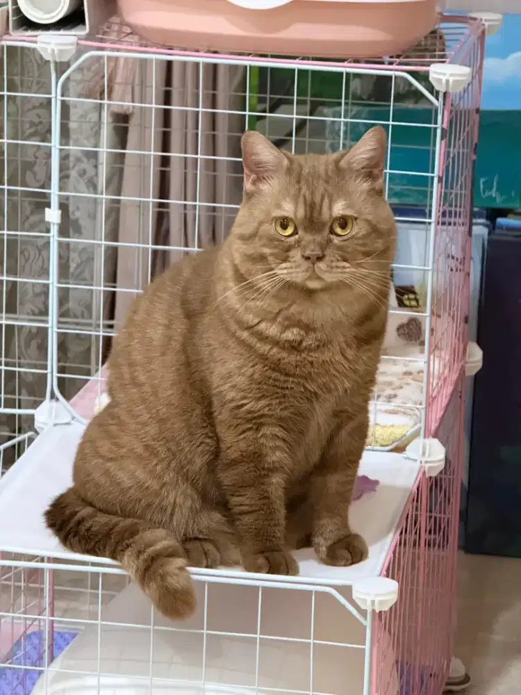 BSH British Cinnamon Male Ped WCF Excellent Certified Anakan Import