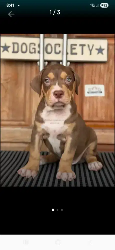 Dijual American pitbull