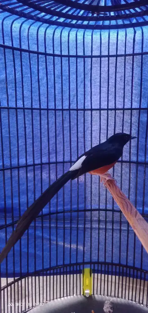 Jual pelan aja murai tompel losring fullset