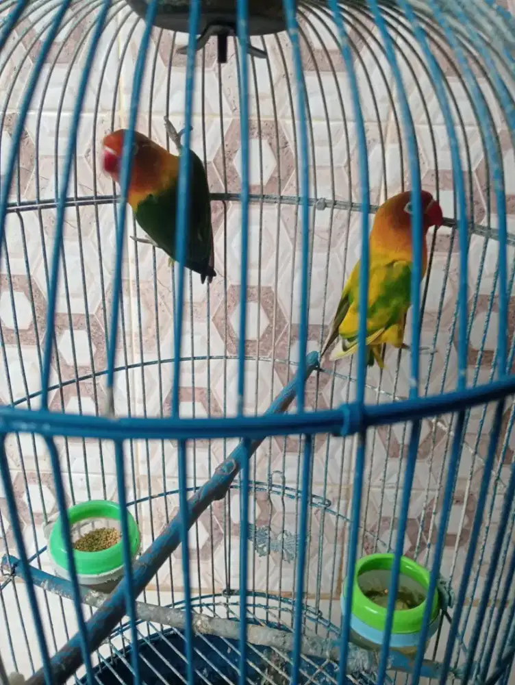 Love bird 2 ekor