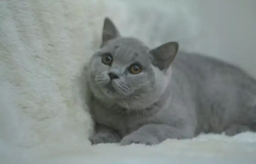Kucing BSH blue betina