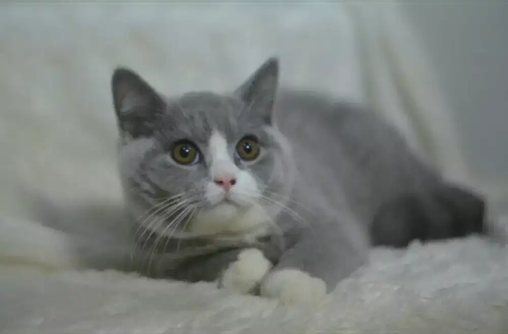 Kucing BSH bicolor jantan