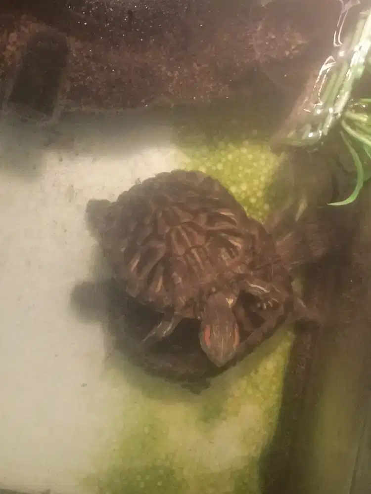 Kura kura Brazil Medium