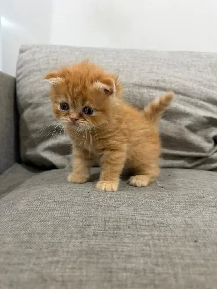Anak Kucing Kitten British Mix Munchkin - Orange