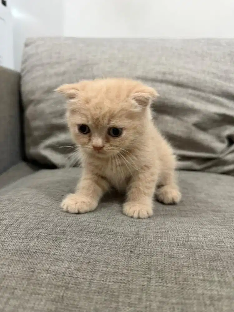 Anak Kucing Kitten BSH British Mix Scottish Munchkin - Cream