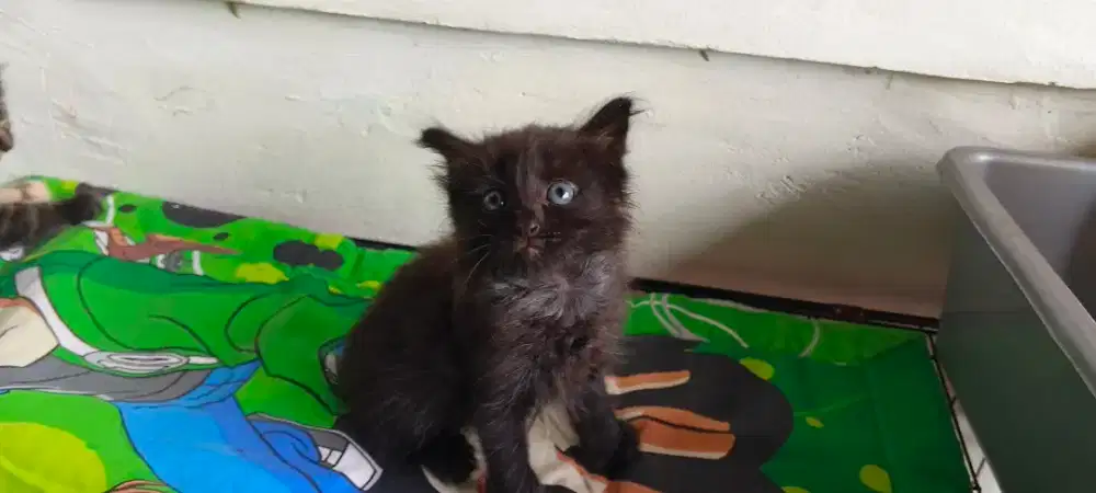 Kitten Persia Himalaya