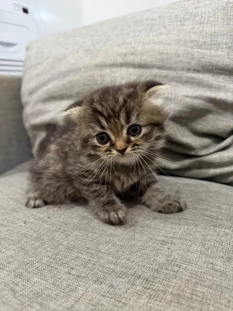 Anak Kucing Kitten British Mix Scottish Munchkin - Mackerel Tabby