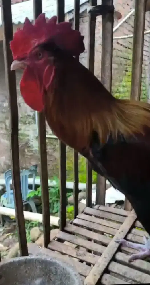 AYAM PELUNG JANTAN JUMBO