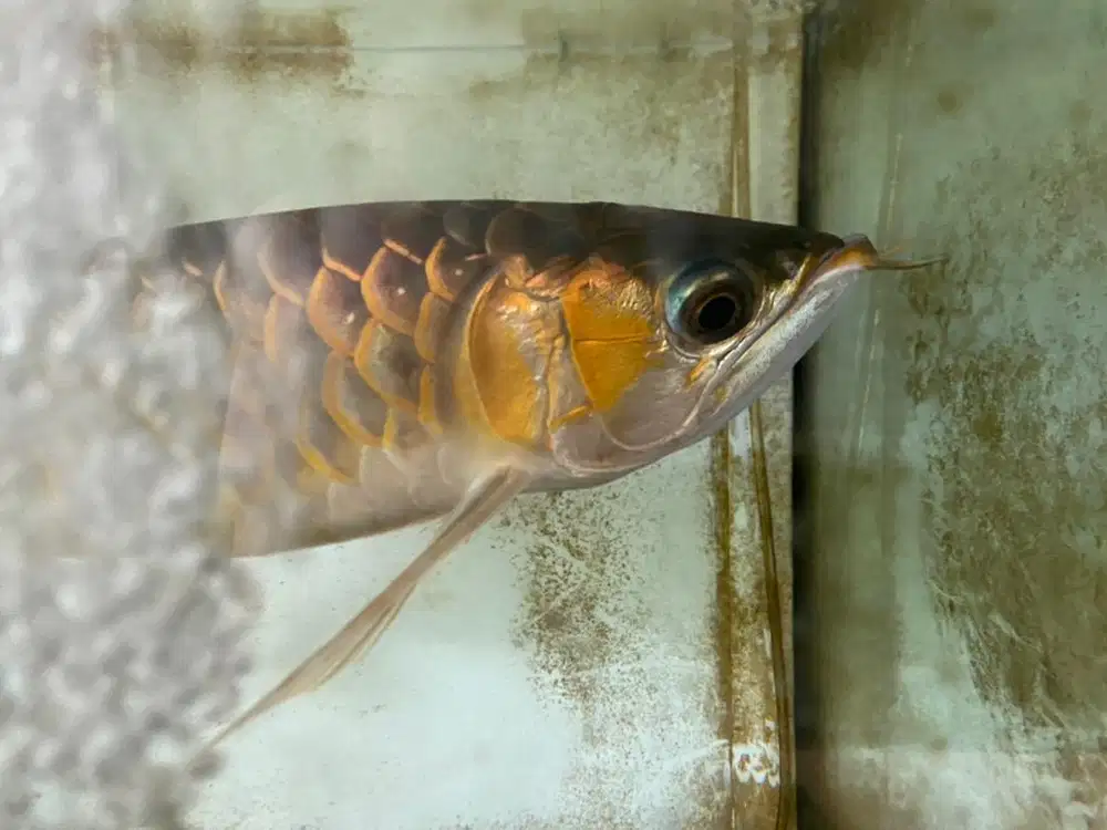 ikan arwana super red