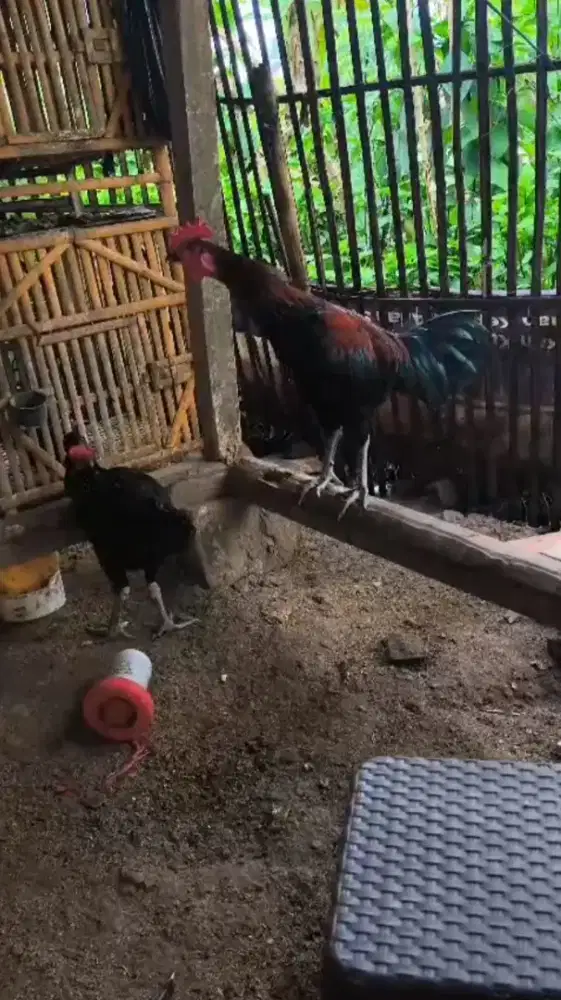 Sepasang Ayam Pelung Muda