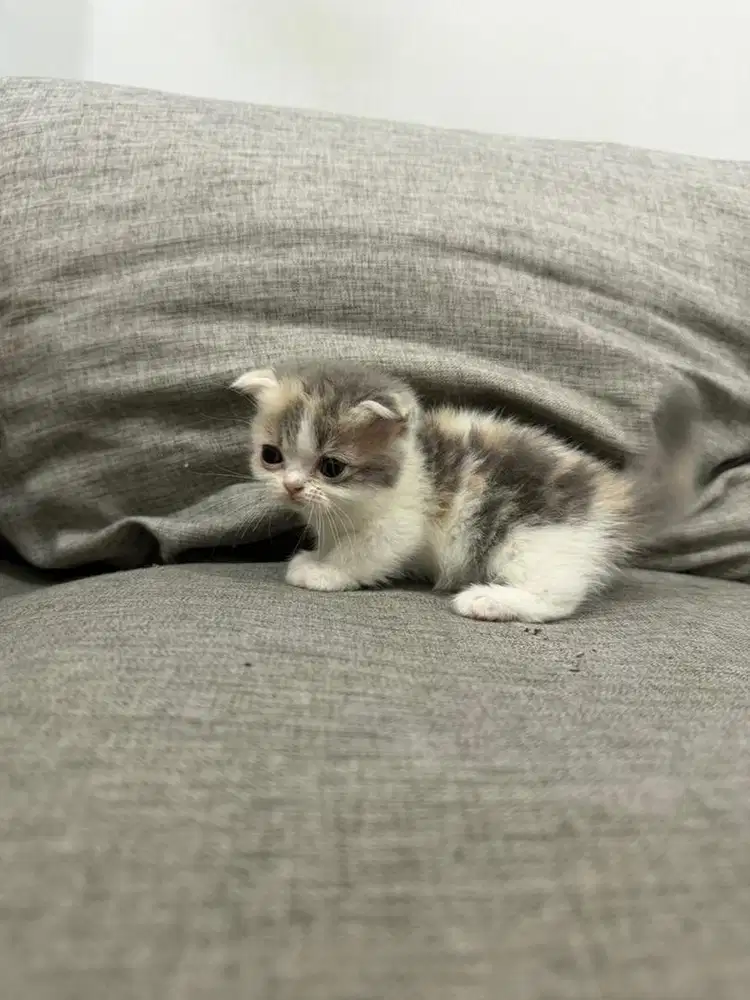 Anak Kucing Kitten British Mix Scottish Munchkin - Calico