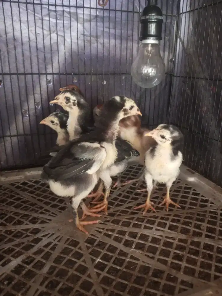 Anakan ayam bangkok x pakhoy.