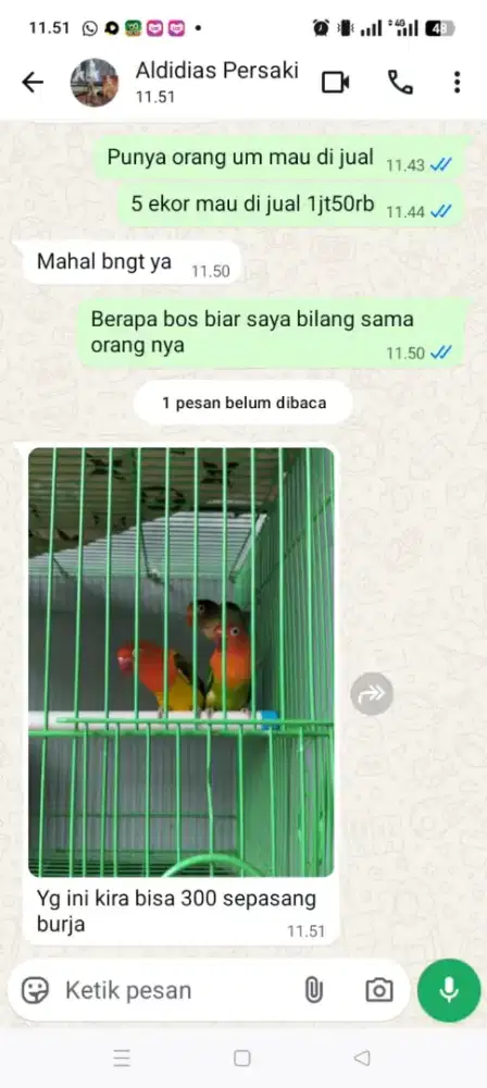 Burung lovebird biola adwing&biola green&pb blue