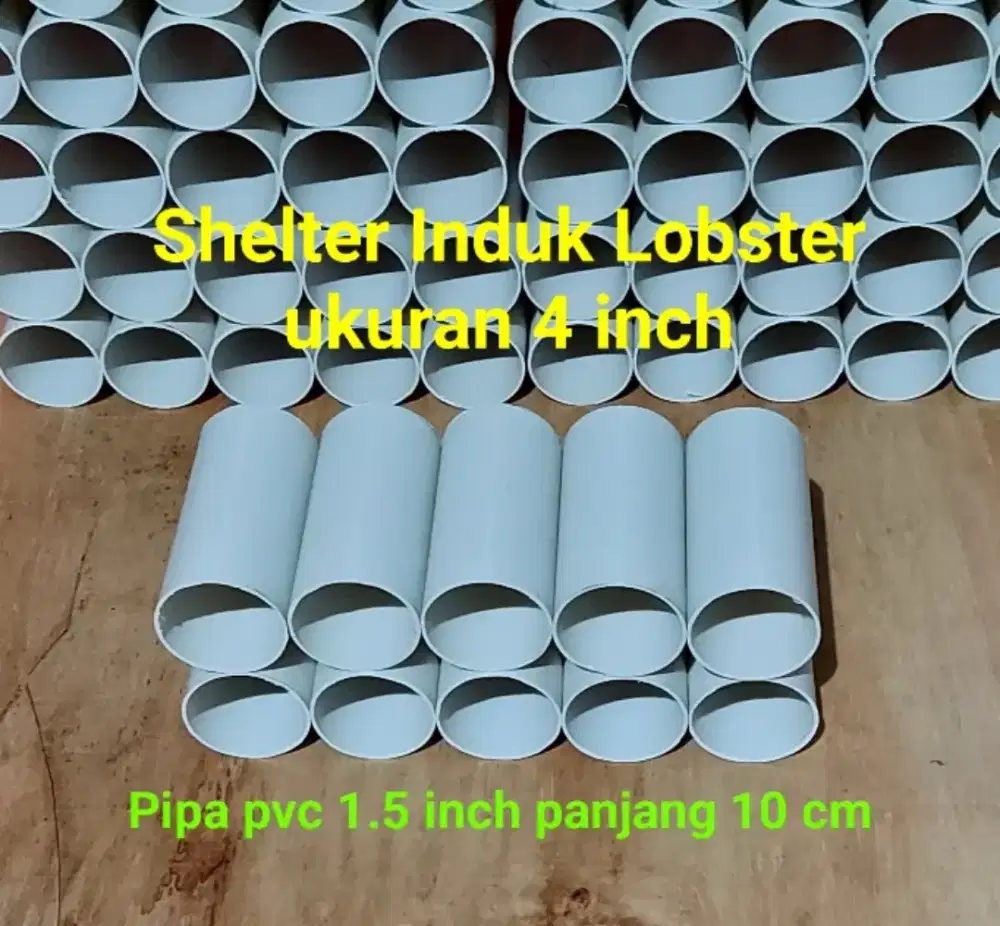 Shelter lobster pipa 1.5 inch