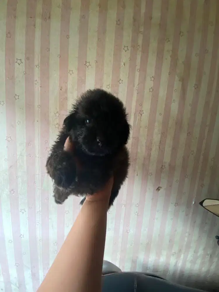 Poodle mix pom jantan dan betina