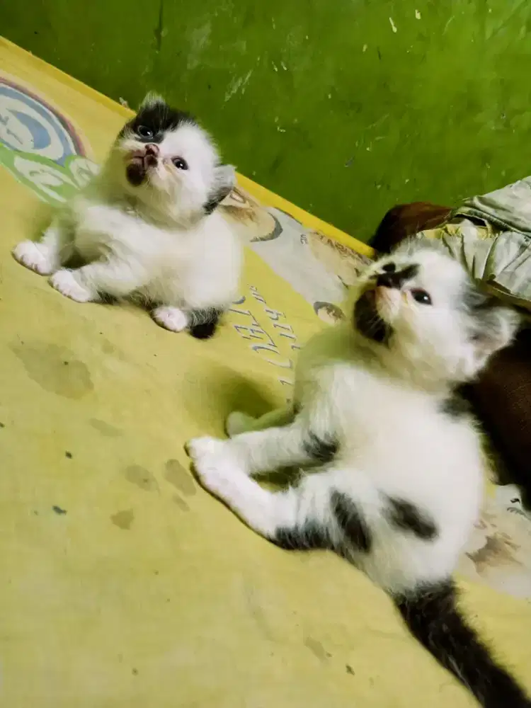 Kitten Munchkin kinkalow