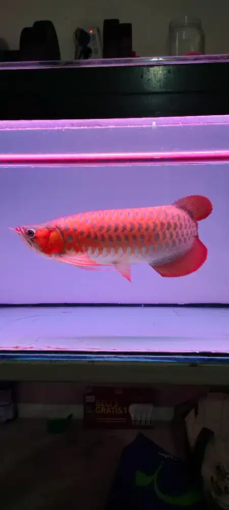 Arwana sr size 40 up, ikan mulus