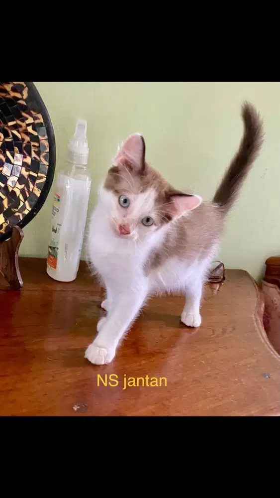 Munchkin ns jantan betina