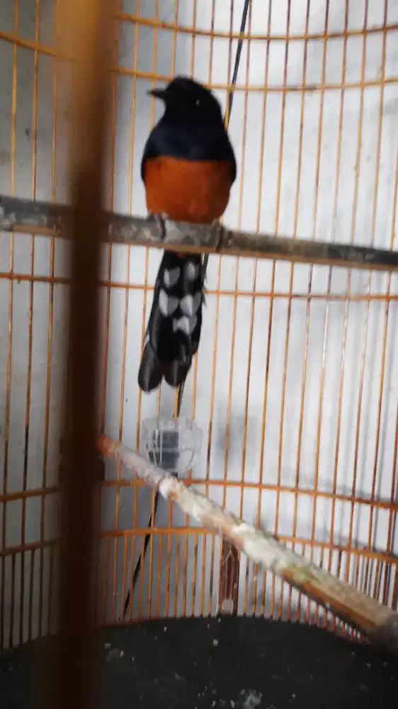 Murei rajin bunyi paStol