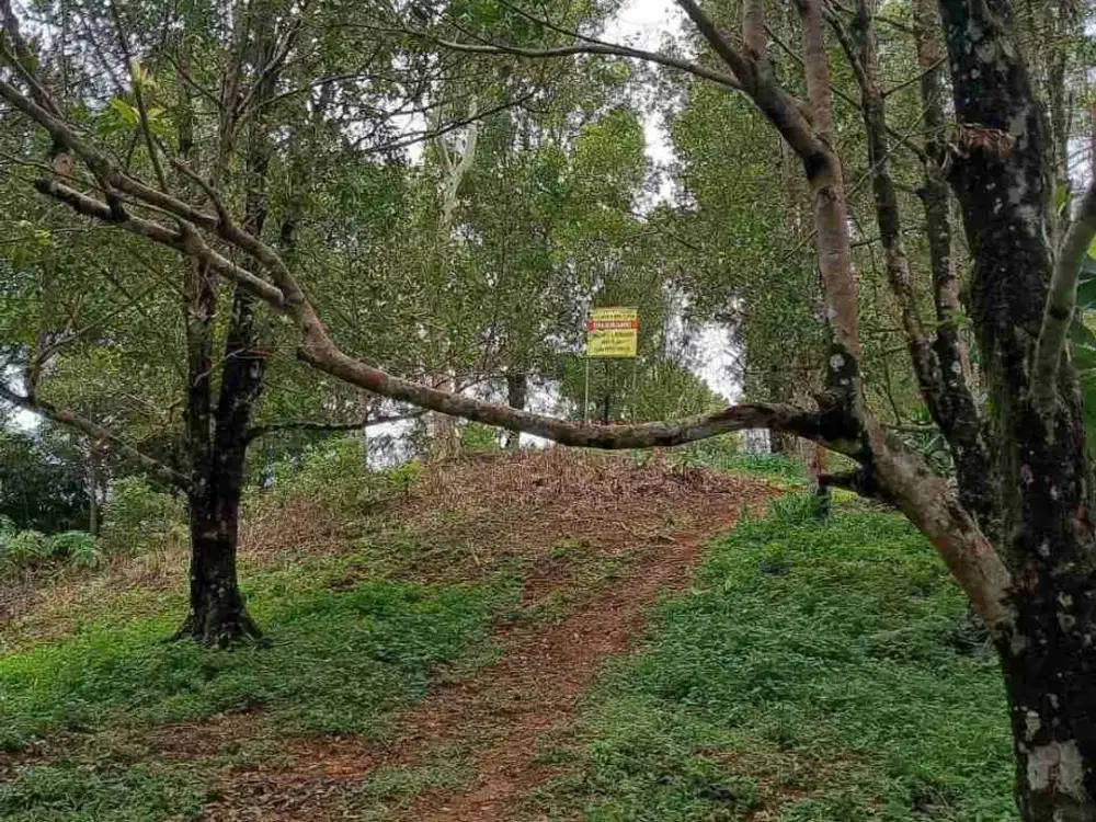 Di Jual Cepat Tanah Lahan Pohon Cengkeh Siap Panen Cisolok Sukabumi